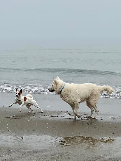 Nein Hund Bobby ist riesig, weiß und wunderschön. Und er ist ganz zart zu kleinen Hunden!