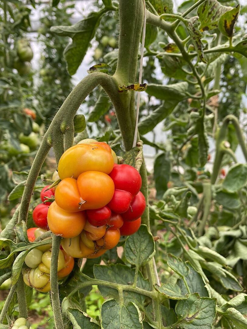 So bunt kann eine einzige Tomate sein. Die Habekers haben sich auf alte, samenfeste Sorten spezialisiert.