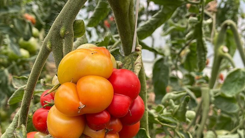 So bunt kann eine einzige Tomate sein. Die Habekers haben sich auf alte, samenfeste Sorten spezialisiert. So bunt kann eine einzige Tomate sein. Die Habekers haben sich auf alte, samenfeste Sorten spezialisiert.
