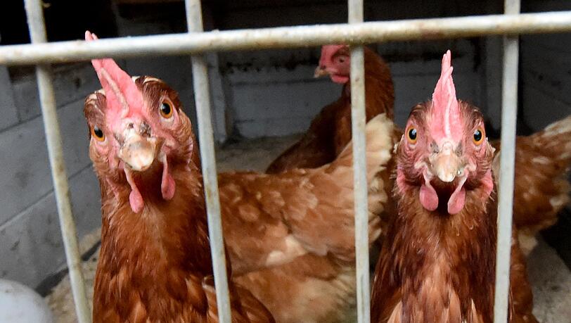 Nach einem Vogelgrippe-Ausbruch in Geiselhöring müssen Hühner dort im Stall bleiben (Symbolbild)