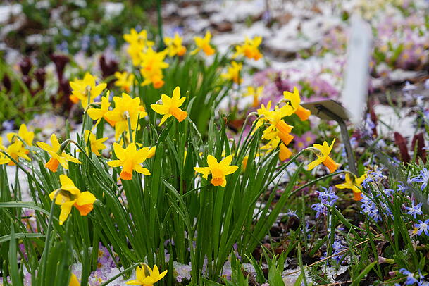 Narzissen sind robuste Blumen und halten auch ein wenig K&auml;lte aus.