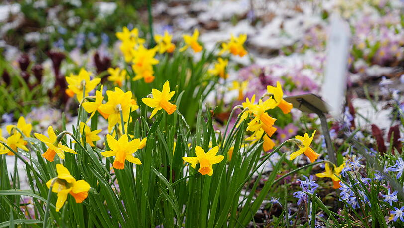 Narzissen sind robuste Blumen und halten auch ein wenig K&auml;lte aus.
