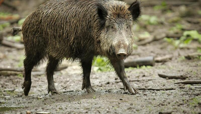 Ein Wildschwein, aufgenommen in einem Wildpark. Foto: Fredrik von Erichsen/dpa/Symbolbild Ein Wildschwein, aufgenommen in einem Wildpark. Foto: Fredrik von Erichsen/dpa/Symbolbild