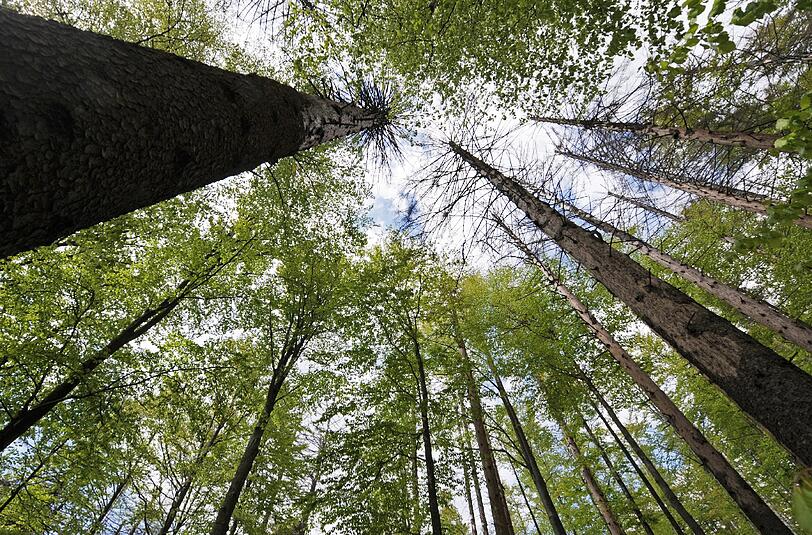 In bayerischen Wäldern sollen 12 000 Treffpunkte errichtet werden, um Verunglückte schneller lokalisieren zu können.
