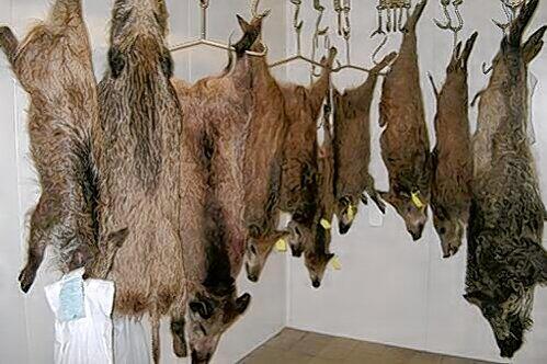So enden viele Wildschweine: Die 180 Jäger im Nürnberger Reichswald haben seit April schon 245 Schwarzkittel erlegt.