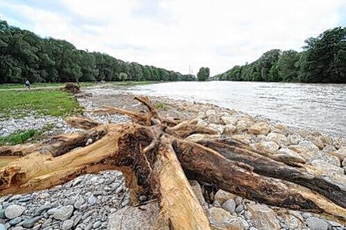 Die Isar-Auen werden überschwemmt.