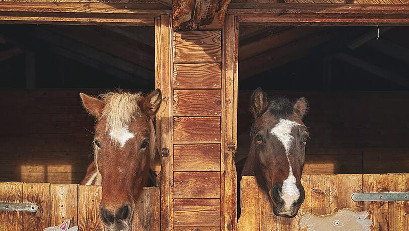 Zur Ferienwelt Kesselgrub gehört auch ein Pony-Bauernhof – dort können Kinder reiten. Zur Ferienwelt Kesselgrub gehört auch ein Pony-Bauernhof – dort können Kinder reiten.