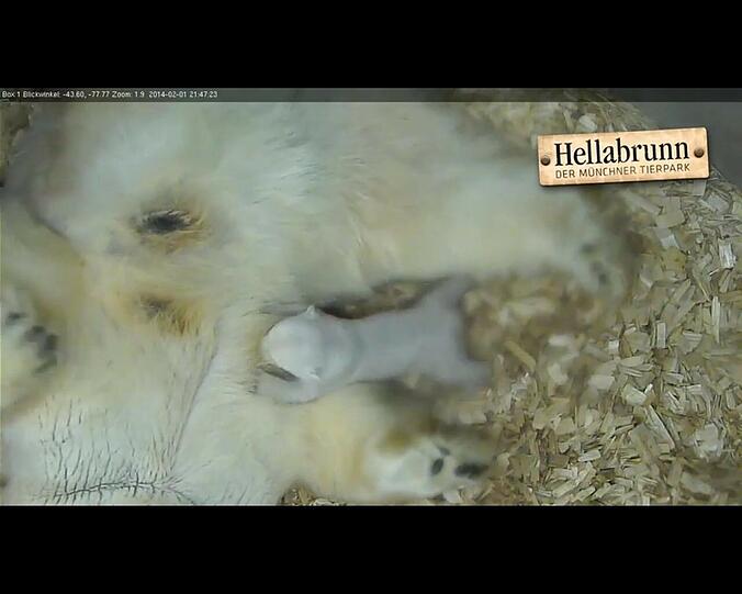 Milchbar: Baby Nr.1 stillt seinen Hunger während das Geschwisterchen das Abenteuer sucht.