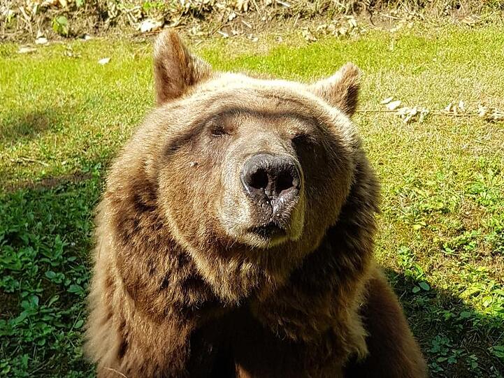 Die Braunbärin namens Susi schaut im Tiergarten in Ulm in die Kamera. Foto: Katrin Walch/Tiergarten Ulm/dpa