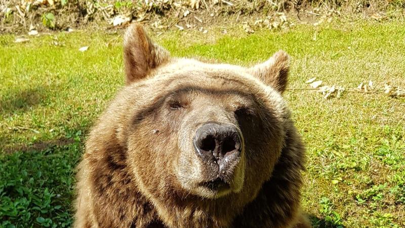 Die Braunbärin namens Susi schaut im Tiergarten in Ulm in die Kamera. Foto: Katrin Walch/Tiergarten Ulm/dpa Die Braunbärin namens Susi schaut im Tiergarten in Ulm in die Kamera. Foto: Katrin Walch/Tiergarten Ulm/dpa
