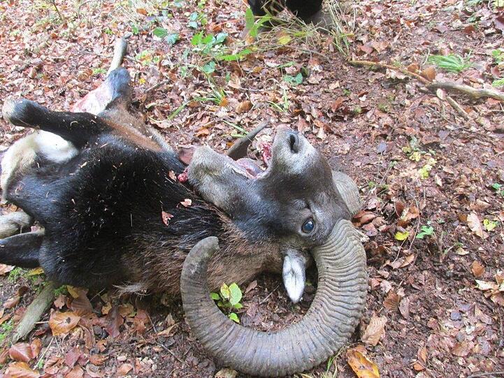 Ein grauenvoller Anblick: der verstümmelte Mufflon-Widder.