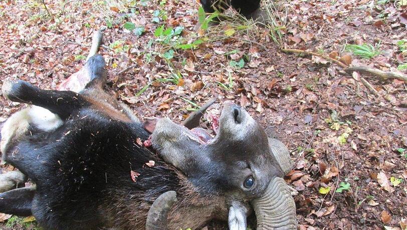 Ein grauenvoller Anblick: der verstümmelte Mufflon-Widder. Ein grauenvoller Anblick: der verstümmelte Mufflon-Widder.