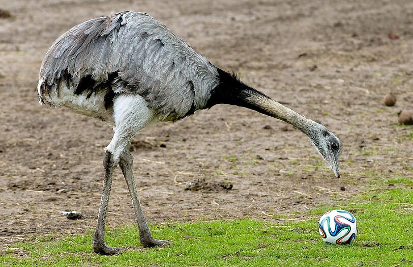 Ein Emu betrachtet am 13.04.2014 im Serengeti-Park in Hodenhagen (Niedersachsen) einen Fußball.