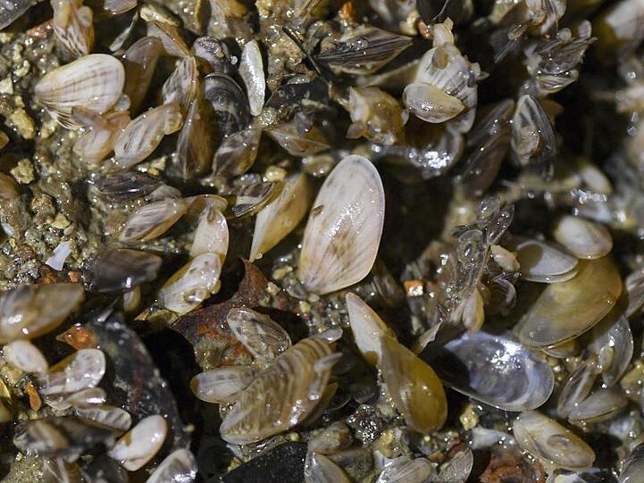 Quagga-Muscheln wachsen auf dem Boden in einer technischen Anlage der Bodenseewasserversorgung. Foto: Patrick Seeger/dpa