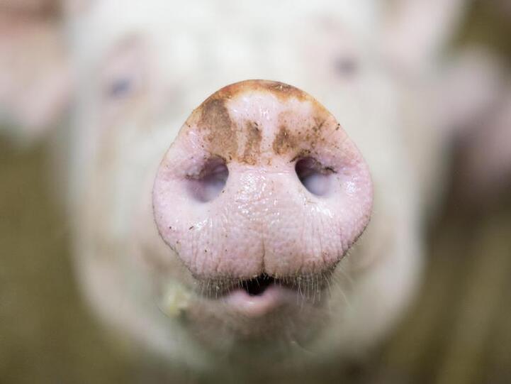 Die Nase eines Schweins ist zu sehen. Foto: Friso Gentsch/Archivbild