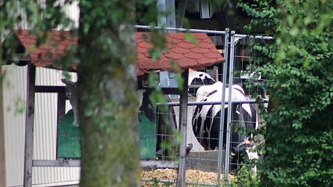 Eine Kuh ist auf einem Bauernhof zu sehen. Foto: Benjamin Liss