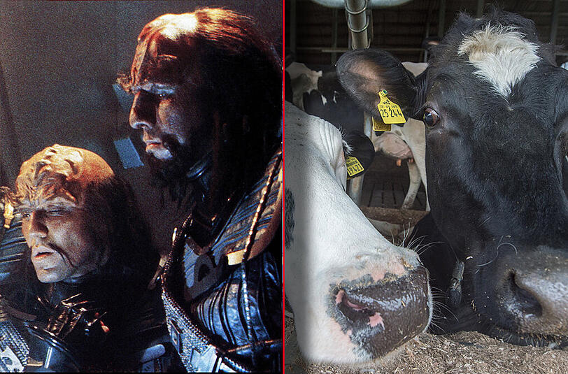 Kühe statt Klingonen: Ein Urlauber-Bub aus Stuttgart hat im Allgäu &bdquo;Star Trek&ldquo; nachgespielt und dabei das Futter für die Tiere verdorben.