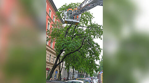 Einsatz in der Thalkirchner Straße - dieser Baum drohte umzukippen.