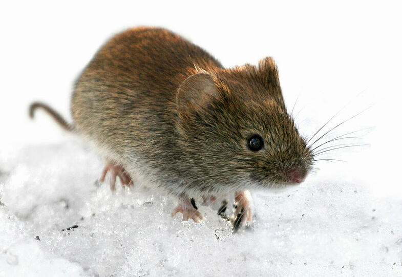 Wissen Sie noch, wer "Mausi" in Mörtels Tierkarussell war?...
