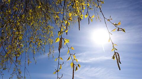 "Momentan bl&uuml;hen deutschlandweit die Birken, deshalb haben wir eine sehr hohe Konzentration", sagt Carola Grundmann von der Human-Biometeorologie des DWD. (Symbolbild)