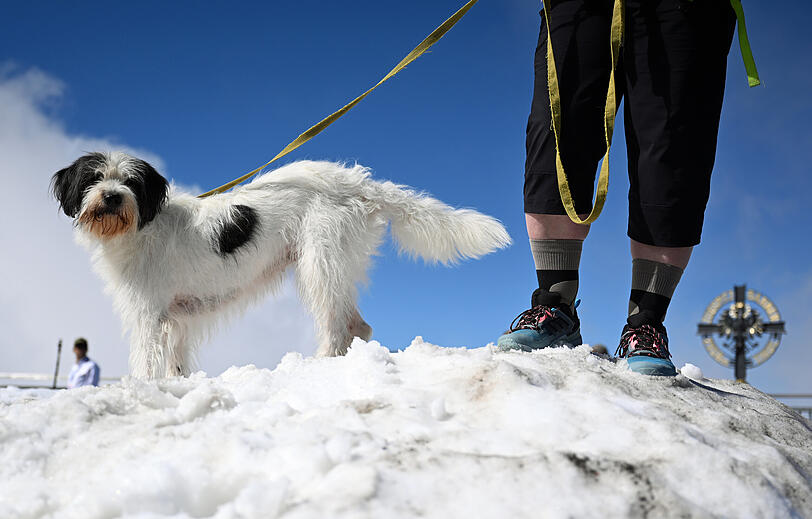 Ein Hund steht mit seinem Halter auf der Zugspitze auf einem Schneehügel bei sonnigem Wetter. Bei der Vorhersage für das Wetter im Winter sind sich die aktuellen Vorhersagen einig. Ein Hund steht mit seinem Halter auf der Zugspitze auf einem Schneehügel bei sonnigem Wetter. Bei der Vorhersage für das Wetter im Winter sind sich die aktuellen Vorhersagen einig.