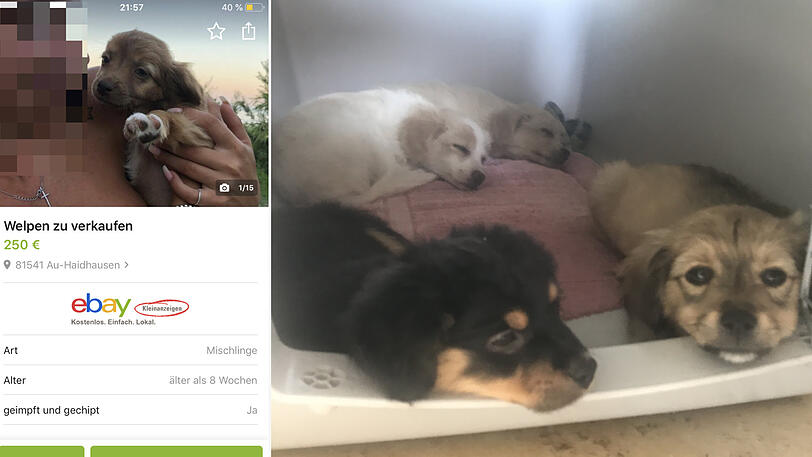 Die Anzeige (links) auf Ebay und die sichergestellten Hunde.