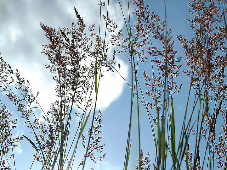 Im Frühling sprießen Gräser und Co. - ein großes Problem für Allergiker