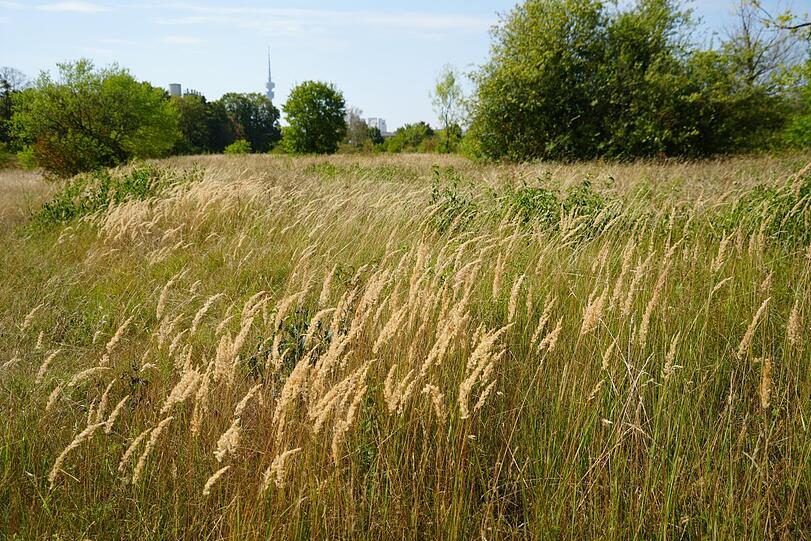 Hüfthohe Gräser, dazwischen 350 Pflanzenarten und viele - auch gefährdete - Insekten, Vögel und Eidechsen: Das Virginia-Depot ist zum Stadtbiotop geworden.
