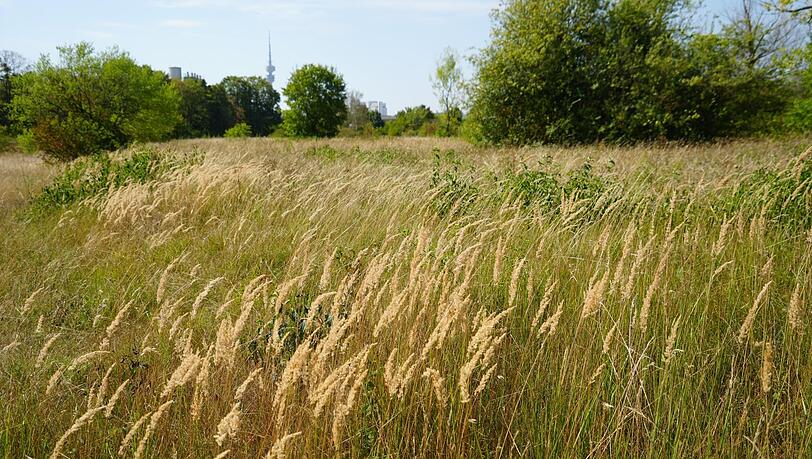 Hüfthohe Gräser, dazwischen 350 Pflanzenarten und viele - auch gefährdete - Insekten, Vögel und Eidechsen: Das Virginia-Depot ist zum Stadtbiotop geworden. Hüfthohe Gräser, dazwischen 350 Pflanzenarten und viele - auch gefährdete - Insekten, Vögel und Eidechsen: Das Virginia-Depot ist zum Stadtbiotop geworden.