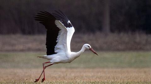 Die St&ouml;rche, die &uuml;ber die Westroute nach S&uuml;dspanien und Afrika ziehen, sind fr&uuml;her wieder zur&uuml;ck in ihren Brutgebieten. (Archivbild)