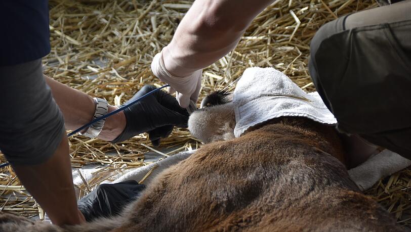 Der Puma wurde in Narkose gelegt. Der Puma wurde in Narkose gelegt.
