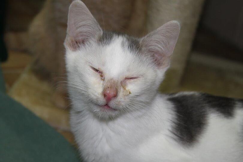 Viele der Katzen sind unterernährt und haben Schnupfen.