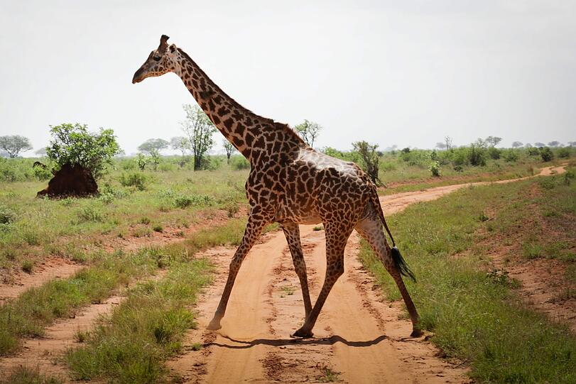 Giraffen sieht man immer seltener majestätisch durch die Lande streifen