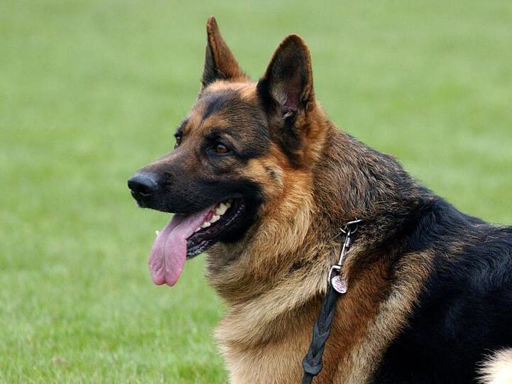 Mit Halsband und Leine versehen liegt ein Deutscher Schäferhund auf einer Wiese. Foto: Patrick Pleul/Archivbild