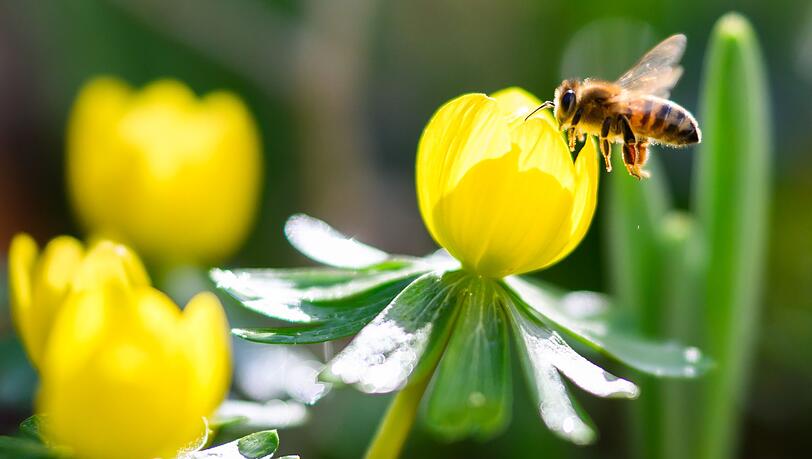 Das warme und sonnige Wetter l&ouml;st Fr&uuml;hlingsgef&uuml;hle aus.