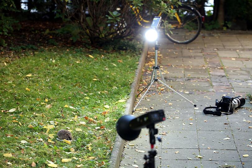 Igel-Shooting: Das Licht muss stimmen, auch in diesem Fall.