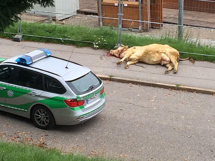 Auf Münchens Theresienwiese wird fürs Oktoberfest gewerkelt. Am Dienstagmorgen kam es dabei zu einem kuriosen Zwischenfall: Polizisten mussten eine entlaufene Kuh erschießen.