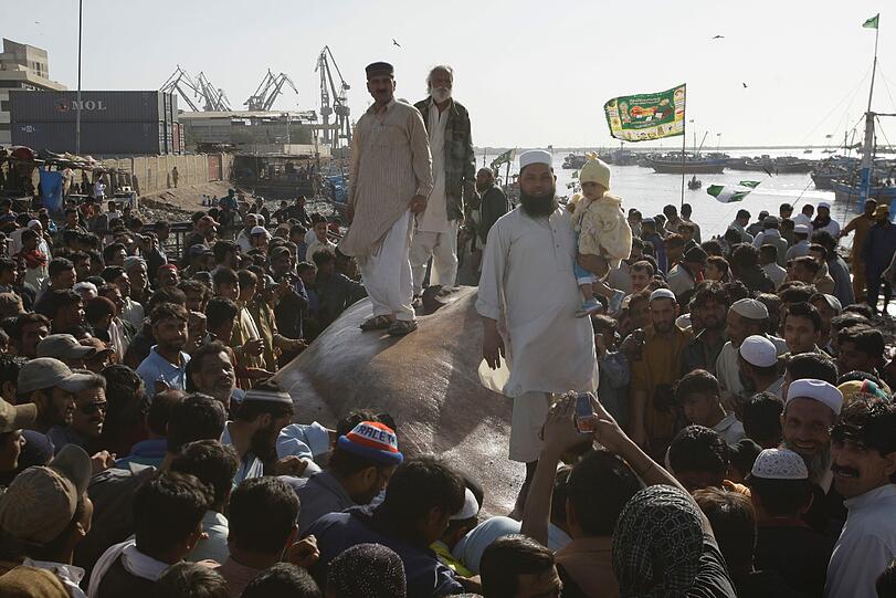 Der sieben Tonnen schwere Walhai, der in Karachi angeschwemmt wurde, ist für gut 14 000 Euro versteigert worden.
