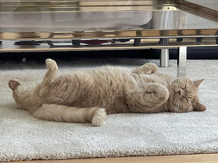 Simba