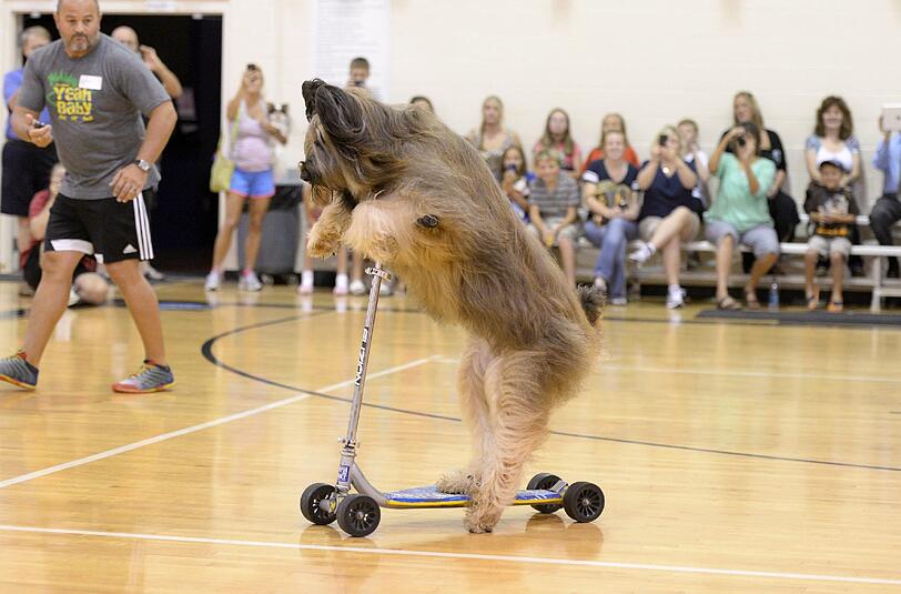 Der "Scooter-Dog" Norman bei seinem Weltrekordversuch.