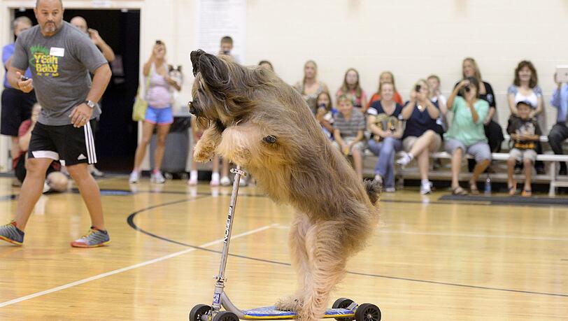Der "Scooter-Dog" Norman bei seinem Weltrekordversuch. Der "Scooter-Dog" Norman bei seinem Weltrekordversuch.