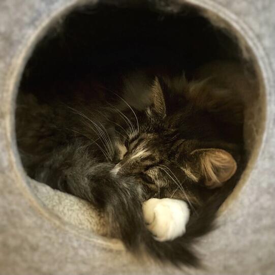 Minou