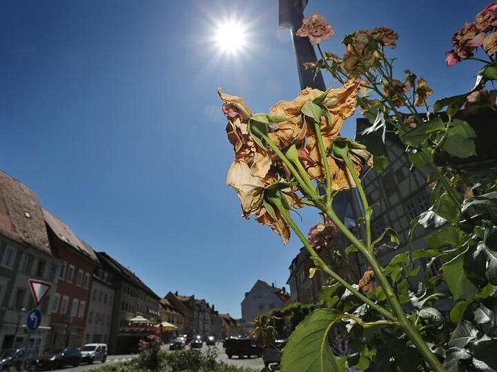 Vertrocknete Rosen stehen auf einer Verkehrsinsel im bayerischen Kitzingen im Sonnenschein. Foto: Karl-Josef Hildenbrand
