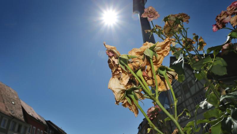 Vertrocknete Rosen stehen auf einer Verkehrsinsel im bayerischen Kitzingen im Sonnenschein. Foto: Karl-Josef Hildenbrand Vertrocknete Rosen stehen auf einer Verkehrsinsel im bayerischen Kitzingen im Sonnenschein. Foto: Karl-Josef Hildenbrand