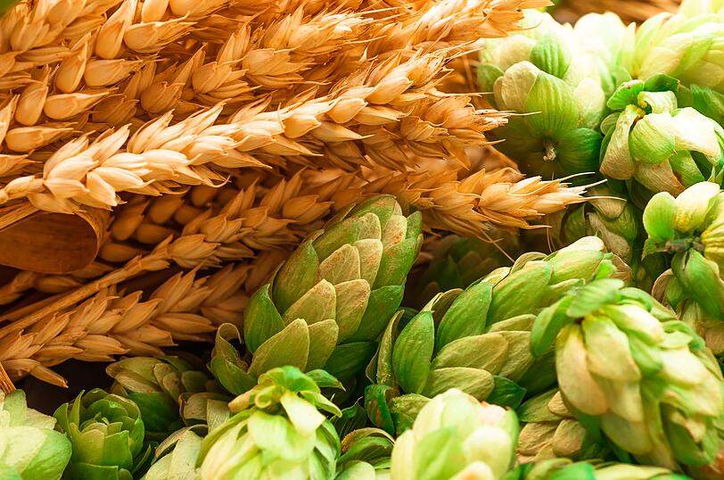 Das Deutsche Reinheitsgebot von 1516 legt fest, dass nur wenige Inhaltsstoffe - Wasser, Malz, Hopfen und Hefe - Teil des Bieres sein dürfen. Obwohl die Zutaten immer die gleichen sind, entsteht daraus eine riesige Bandbreite an Biersorten und Geschmäckern. Denn nicht nur das Mischverhältnis, sondern auch die Herkunft und Verarbeitung der Zutaten machen den Unterschied. Das Deutsche Reinheitsgebot von 1516 legt fest, dass nur wenige Inhaltsstoffe - Wasser, Malz, Hopfen und Hefe - Teil des Bieres sein dürfen. Obwohl die Zutaten immer die gleichen sind, entsteht daraus eine riesige Bandbreite an Biersorten und Geschmäckern. Denn nicht nur das Mischverhältnis, sondern auch die Herkunft und Verarbeitung der Zutaten machen den Unterschied.