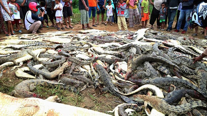 Aus Rache für den Tod eines Nachbarn haben Dorfbewohner im indonesischen Teil der Insel Neuguinea fast 300 Krokodile abgeschlachtet.