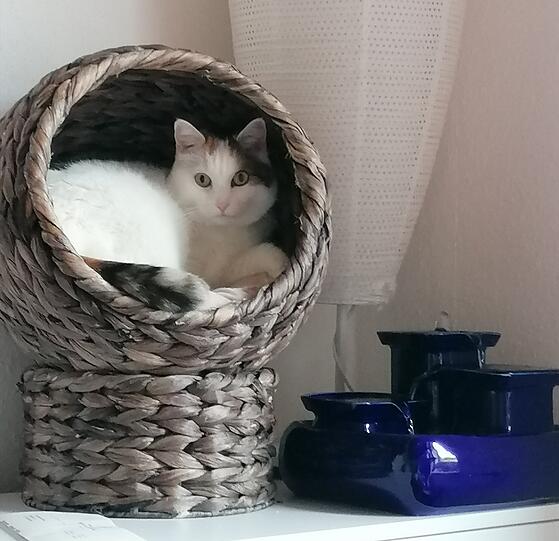Lilly