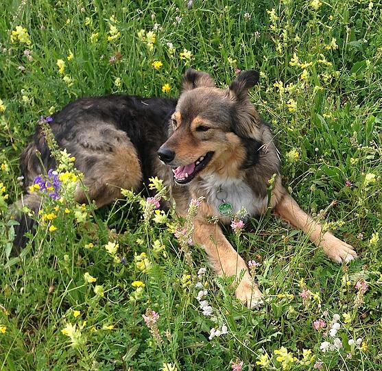 Maja