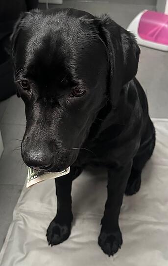 Puma ist einfach die Beste, mein absolutes Goldstück. Sie ist so intelligent, dass sie mir mit meinen gesundheitlichen „Handicaps“ hilft und mir treu an meiner Seite steht, passt auf mich auf, holt mich aus Dissoziationen raus und lässt mich nur auf ein ganz spezielles Komando die Straße überqueren.