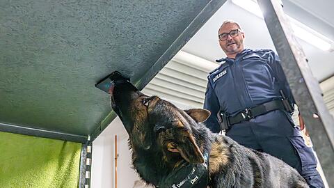 Polizeihund Dimi ist auf Datenträger spezialisiert. Hier findet er eine Festplatte. Dimi ist im Team unterwegs mit seinem Polizeihundeführer Ralf Strasser-Moraras.